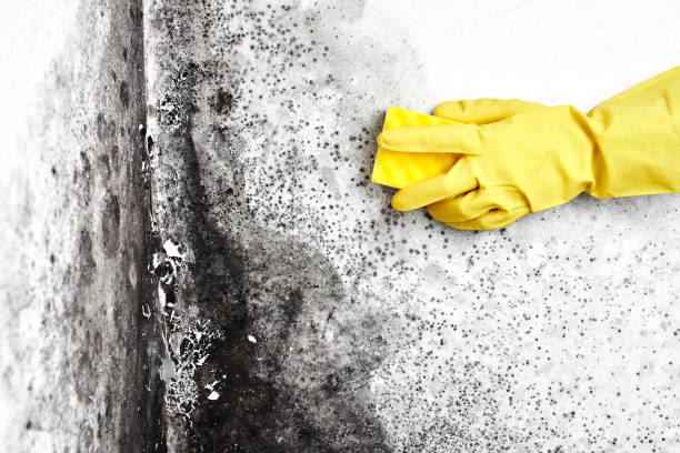 Best Basement Mold Removal  in Bowling Green, FL